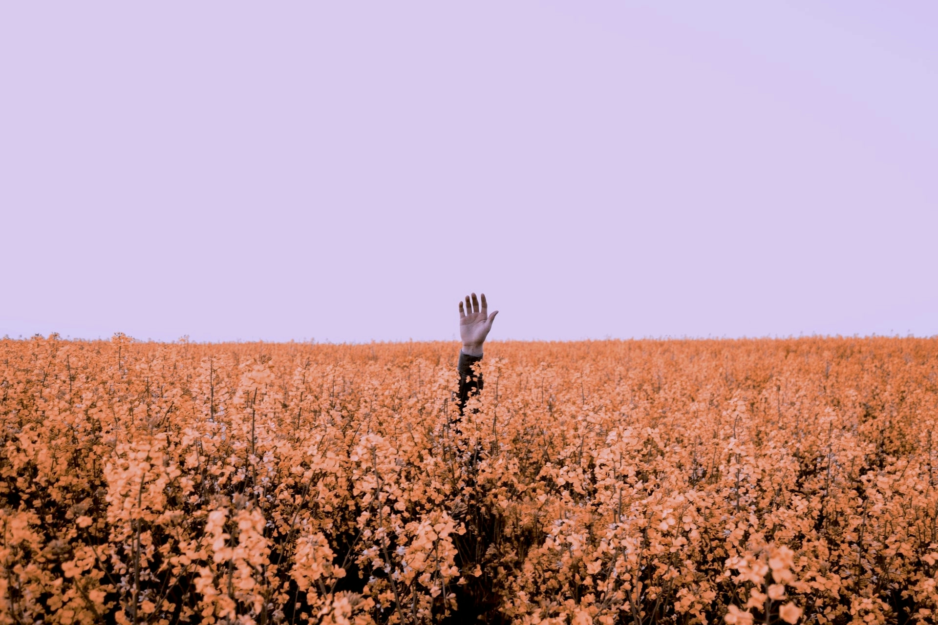 Lost hand in a sea of flowers